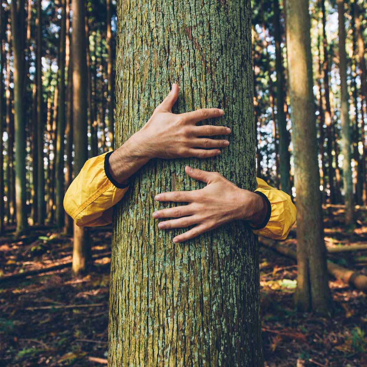 Alla-scoperta-del-forest-bathing-il-benessere-nei-boschi-autunnali.jpg