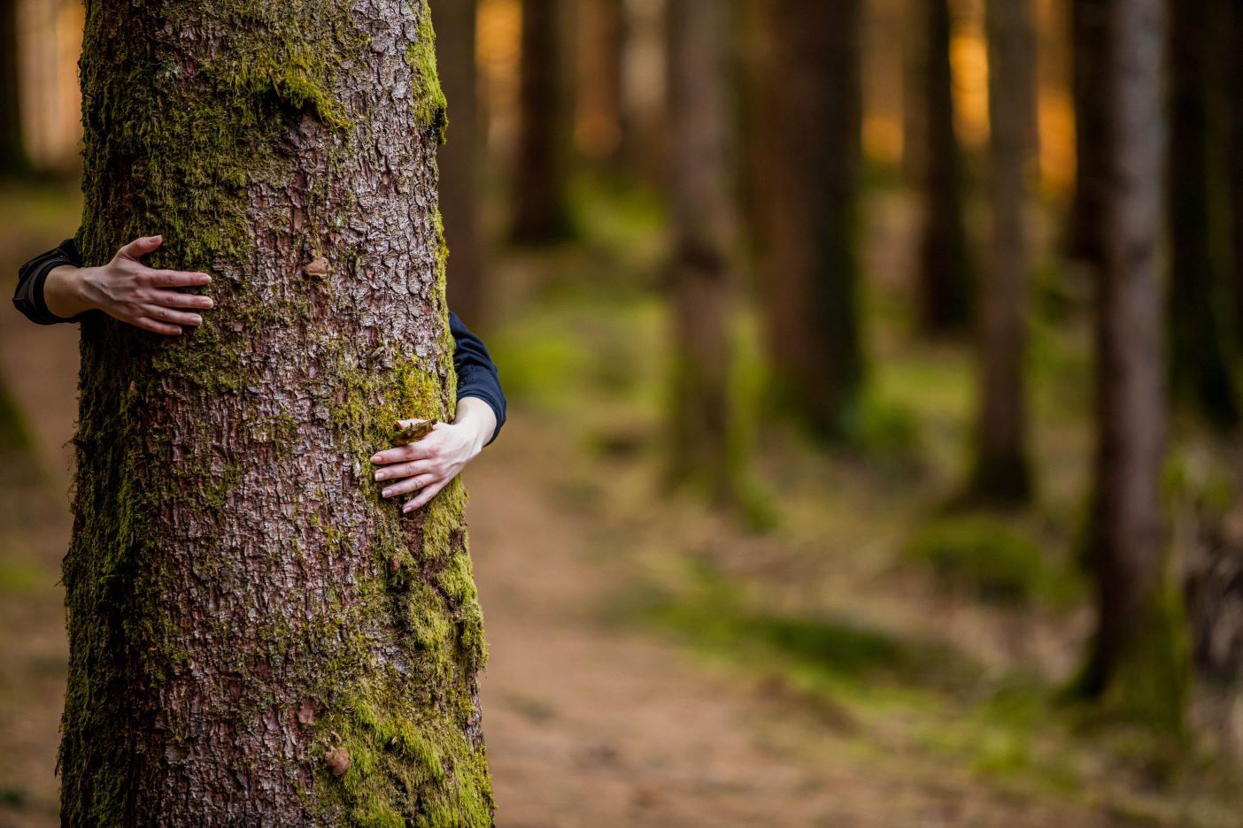 abbracciare-un-albero.jpg